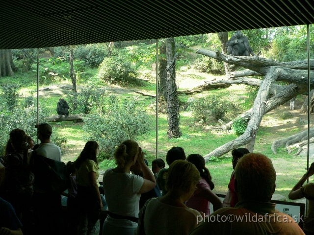 congo gorilla 02.jpg - Look in outdoor gorilla exhibit.